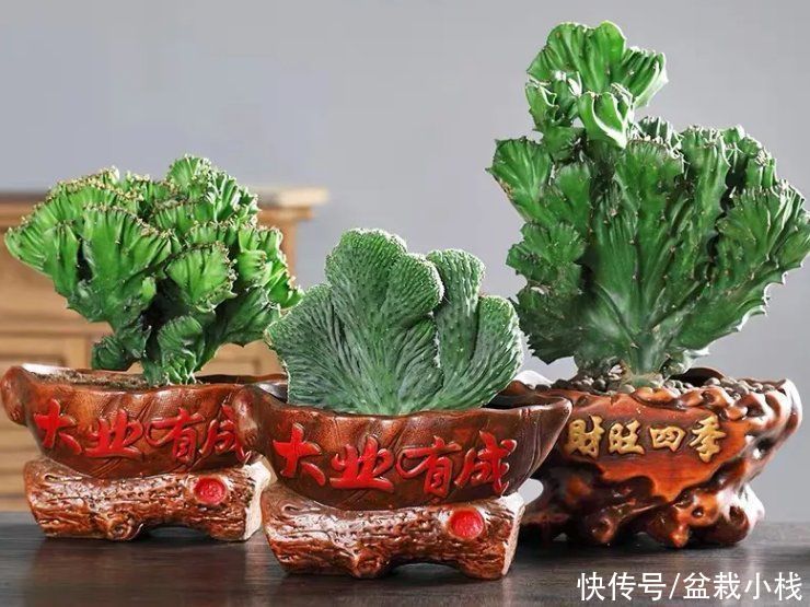 寓意|建议中老年花友：养花就养这4种，寓意是真的好