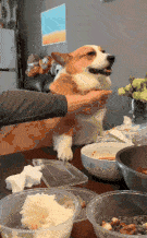 |搞笑GIF趣图:很霸气,很个性的老板啊