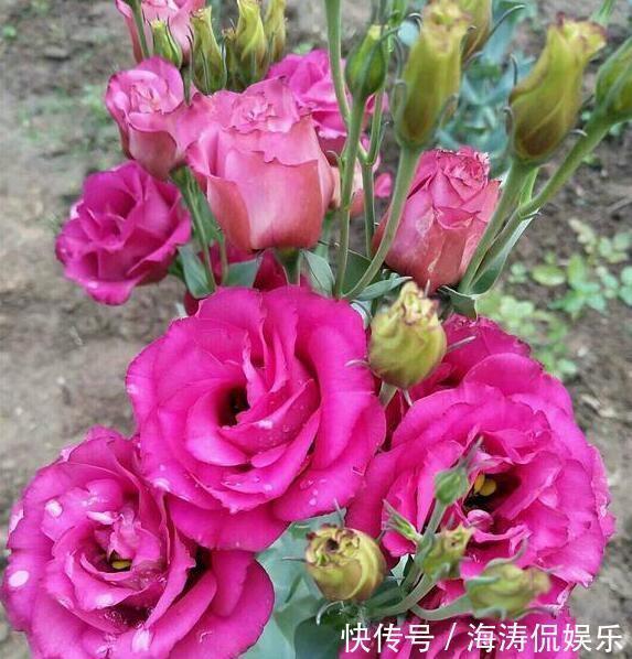 花商们|张小姐养盆这个花,花开如玫瑰,好养如绿萝,邻居头回见,说好美