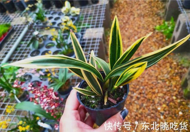 曾价值20万1苗,正格荷瓣,叶片带艺,花艺双绝,带你认识红神荷