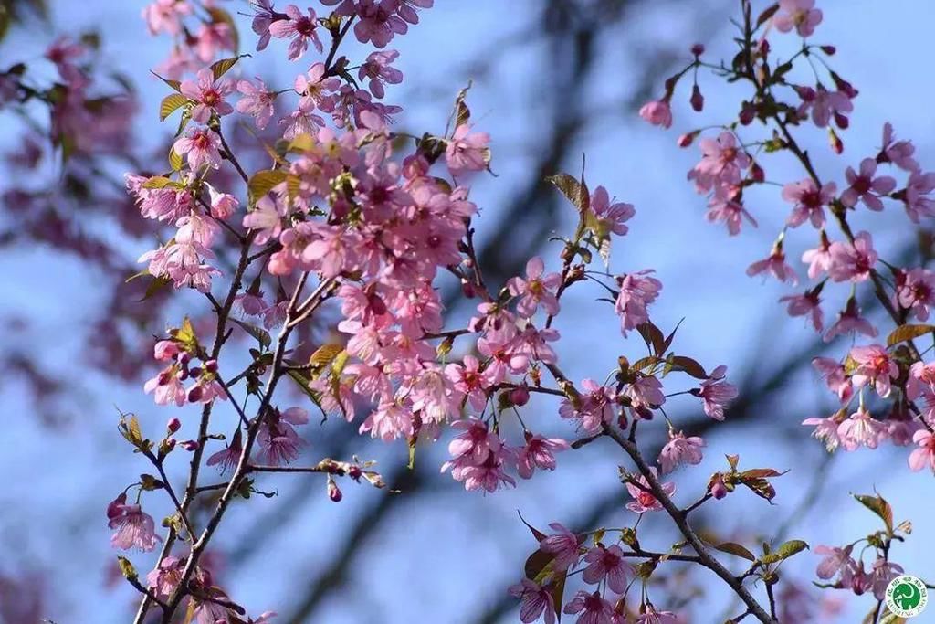 红塔西路|冬樱花开啦！春城花都@你来拍照了