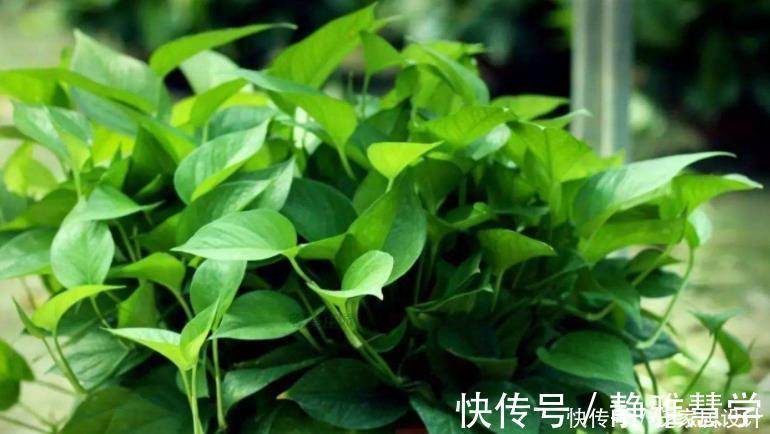 绿萝黄叶不用怕,做好“2补1遮”,快速恢复生机,叶子大又绿!