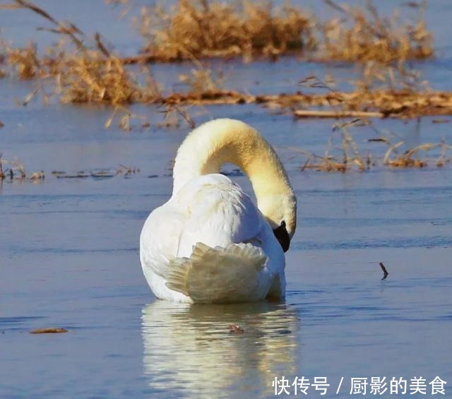 乌梁素海，欢迎疣鼻天鹅回家！