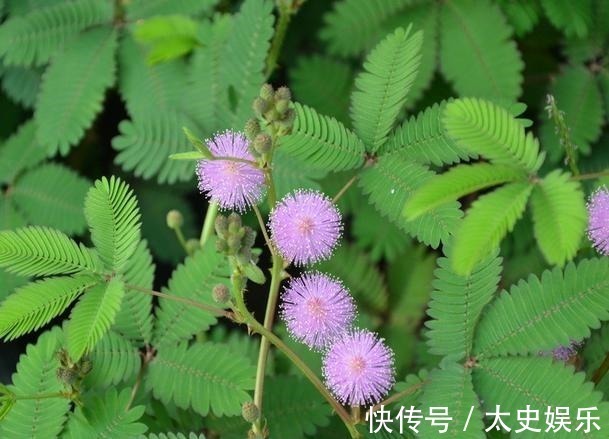 路边见到这几种野花,躲得远远的,碰都碰不得