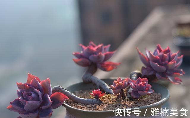 小株|发现一些晚霞多肉的老桩,在逆开挂区如何养出有状态的晚霞