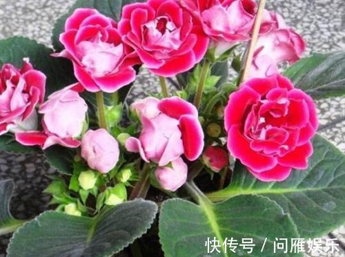 磷酸二氢钾|想养好开花的绿植，这些诀窍要掌握，养花的你值得一看