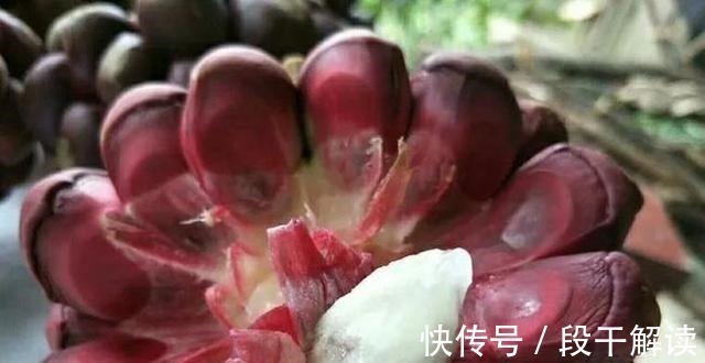 野果子|这野果长相奇奇怪怪,里面的果肉却是香甜可口,好吃易养活!