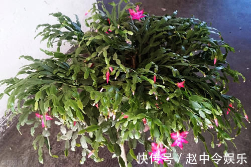 牛舌掌|嫁接蟹爪兰,选对砧木,10天愈合,15天成活,翌年开花爆盆