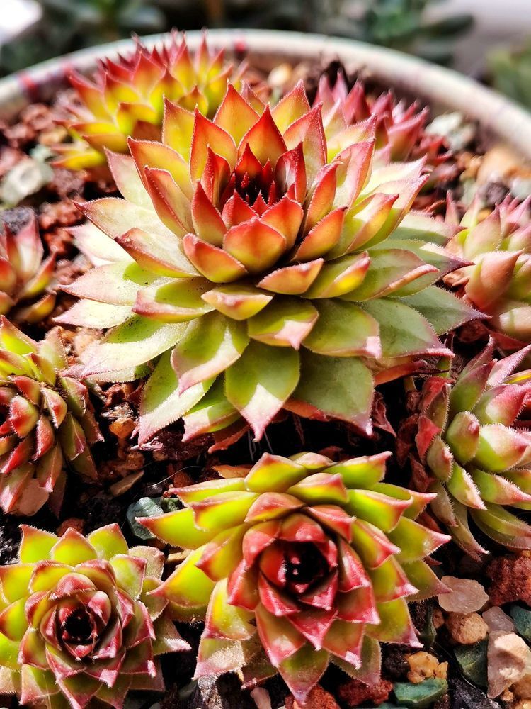 成长|与多肉一起走过的日子,见证多肉的成长过程!