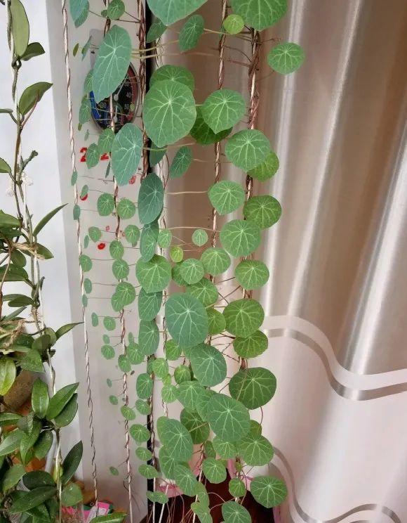 叶子|家里养棵“丑八怪”,霸气镇宅,越养越爱