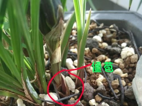 兰花养护｜给兰花花苞套袋有什么效用？是否真有效？