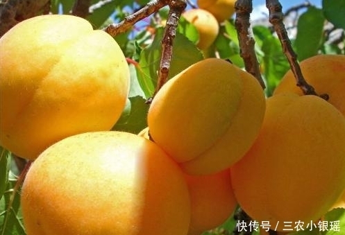 杏子生津止渴、润肺化痰,农民只需做好四点,