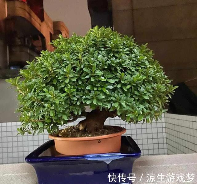 养护|杜鹃花有3怕,难怪会掉苞不开花,避开养护,花朵越开越多