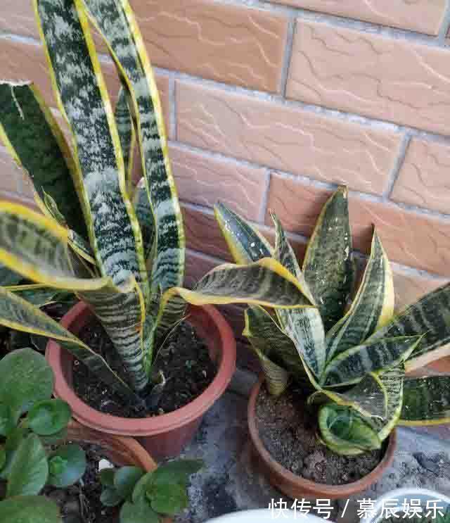 冬天养虎皮兰,就怕3种“要命水”,浇一次就黄了