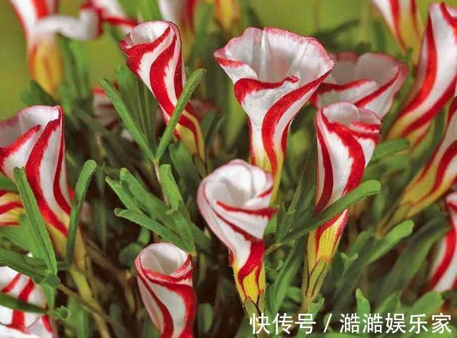 养花杀手养啥养不活这些花寓意好、皮实好养活,附养花技巧!