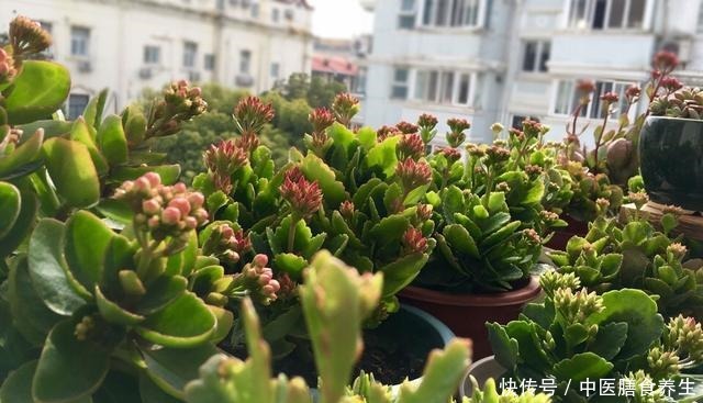 她对长寿花“痴迷”,2个阳台、6个窗台都摆满了,过年开成花海!