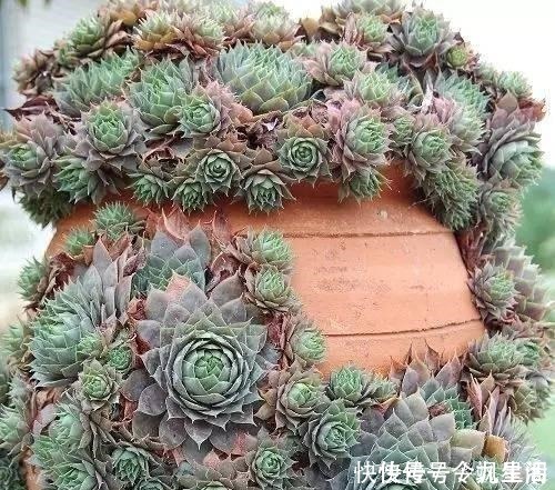 根系|刚买的多肉植物怎么养才不会死, 老花友给新手的8个建议!