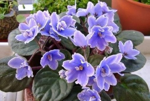 “珍品玫瑰”火焰舞玫瑰,火红艳丽,繁花似锦,堪称养花必备