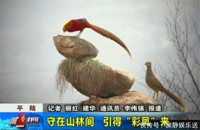 山西出现“怪鸟”,六旬老农无偿看护4年,专家:立了大功