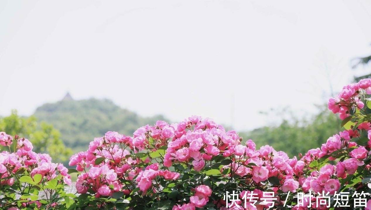 月季花墙,小苗快速成型的“窍门”,一年满枝芽,长出一面花墙