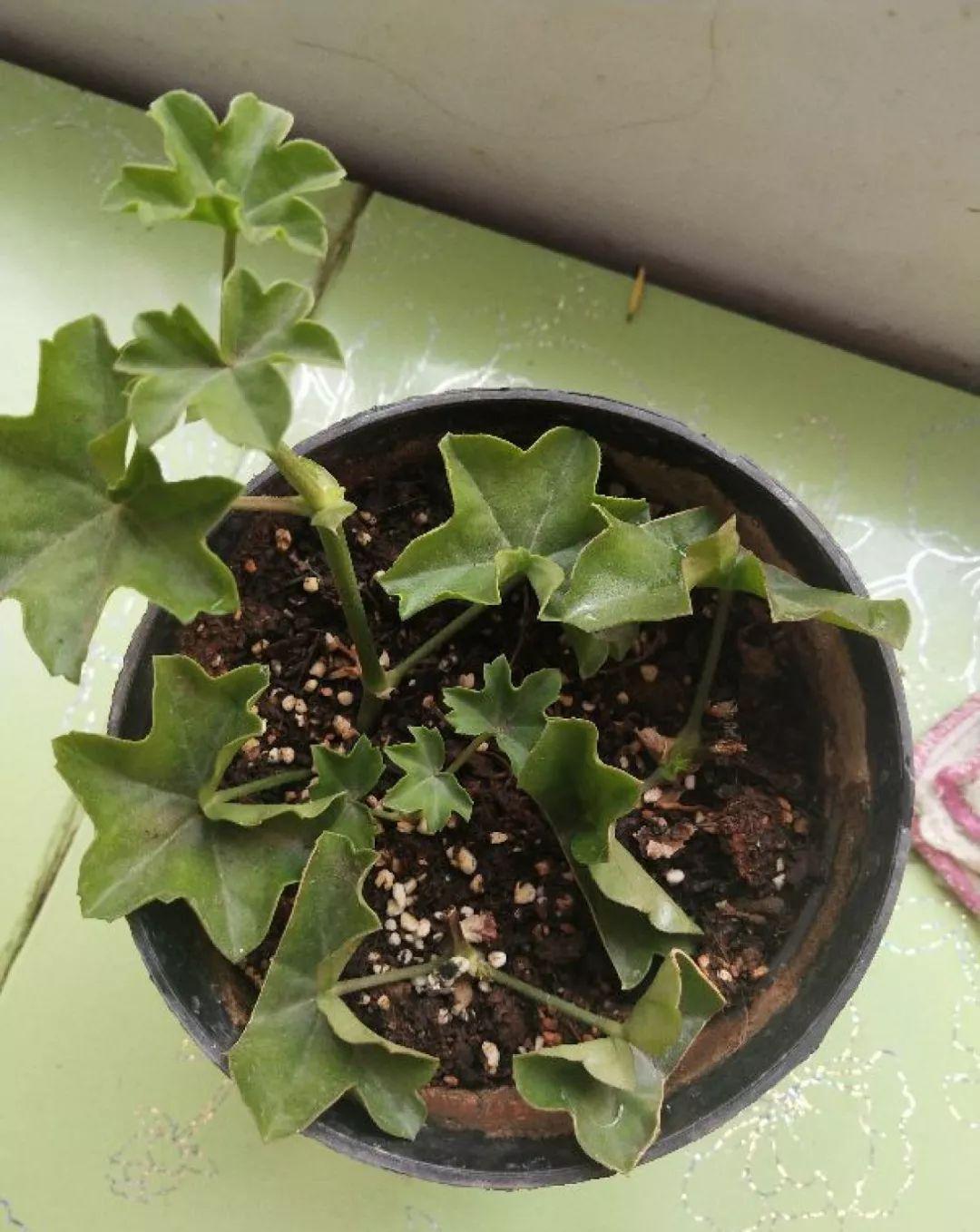 这花真便宜，100块买了一阳台，爆花多得看不见叶子