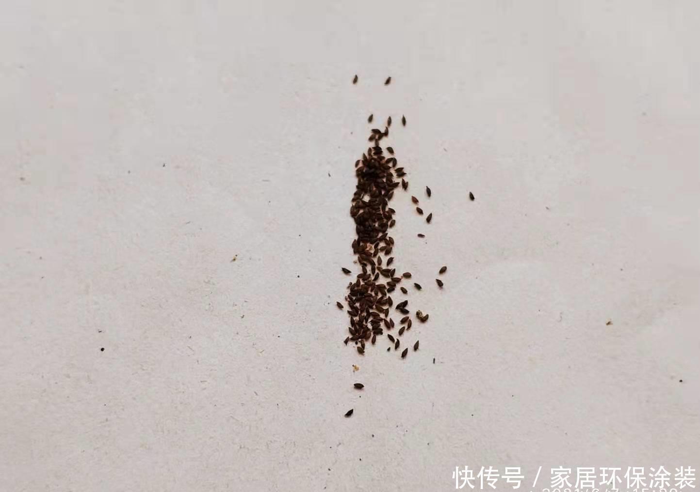 桃蛋|多肉从小苗养到爆盆是什么感觉?以前有成就感,现在觉得有点尴尬