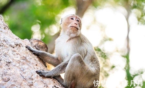 桃花朵朵开|天赐鸿运，财气聚集，财喜连旺，翻身成为人上人的5大生肖