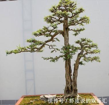 教您如何在市场选择盆景素材，你了解过嘛