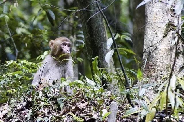 装备|宁国赏梅圣地自驾游