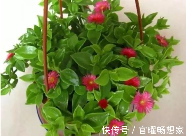 吊兰也能“开红花”,养一盆“嗖嗖”冒花苞,比绿萝漂亮!