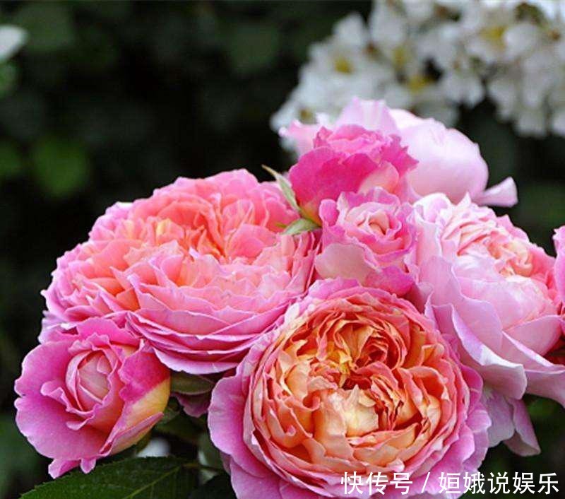  微型|这9种微型的月季花各有各的特点，你喜欢哪一种