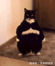 |搞笑神评:现在修仙不行了,灵气太少了,我现在都是邪修