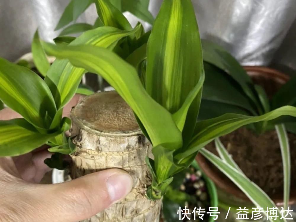 叶子|网上买的小木桩,泡水半个月,臭了还没长芽!