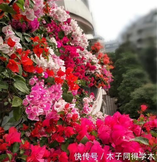 夏天种下4种花,漂亮好养不怕晒,越晒太阳花越多,绽放层叠群花