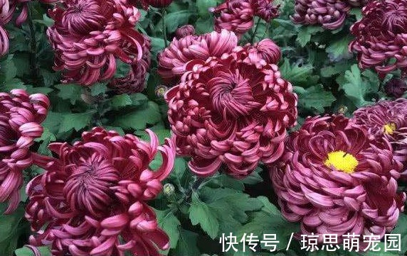 喜欢养菊就选“墨狮”,花似沉睡雄狮,美艳端庄,观赏性价值极高