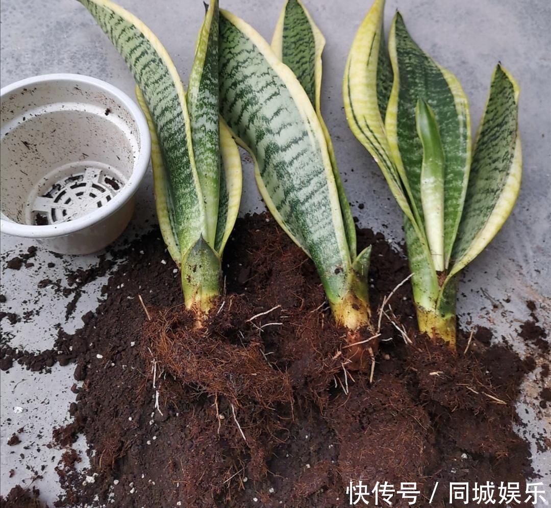 材料|家中养花,盆土容易结板,掺入4种“材料”,松软透气养分丰富