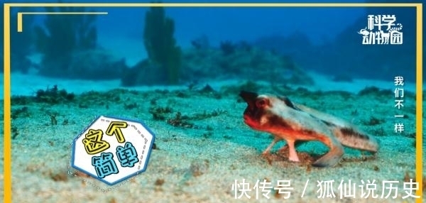 你见过没有翅膀的鸟、长四条腿的鱼吗?