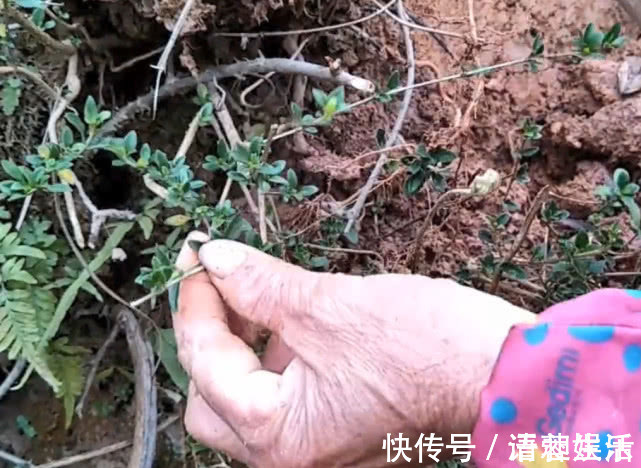 草根|乡下山坡下一种草根,用来炖猪肉专治牙痛,效果比吃药还好