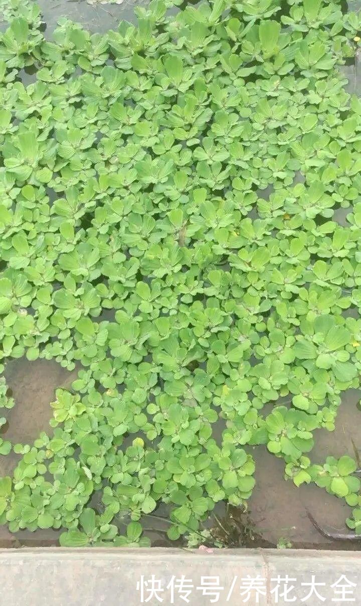 叶片|10种花太能喝水，一天一瓢水，7天爆满缸