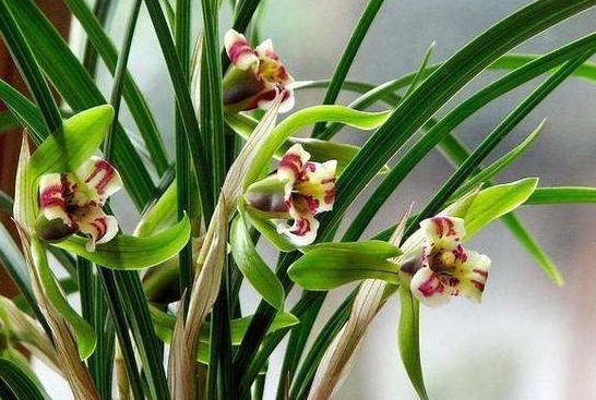 “兰花”花骨朵少来点“促花肥”,花苞不停长,开花亭亭玉立