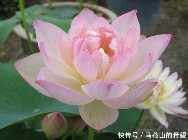 几种植物,开花特漂亮,随便养都能活,阳台开出花海