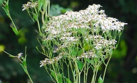 中药大辞典|东风菜,见过吗能清热解毒,明目,利咽,营养价值极高!
