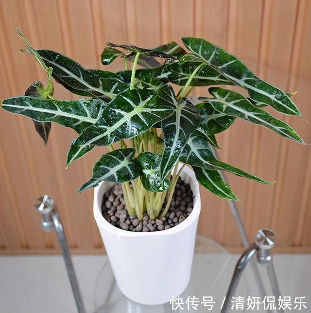 观音莲|天生“体阴”的6种花,晒太阳易黄叶,阴一点反而长得绿油油