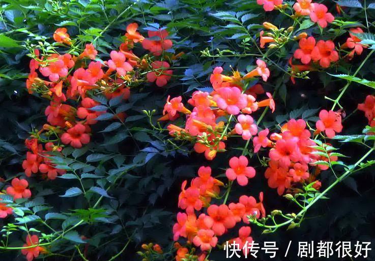 花友|公认好养的“三种花”，掰点枝叶埋到盆内，沿着墙攀成“花瀑布”