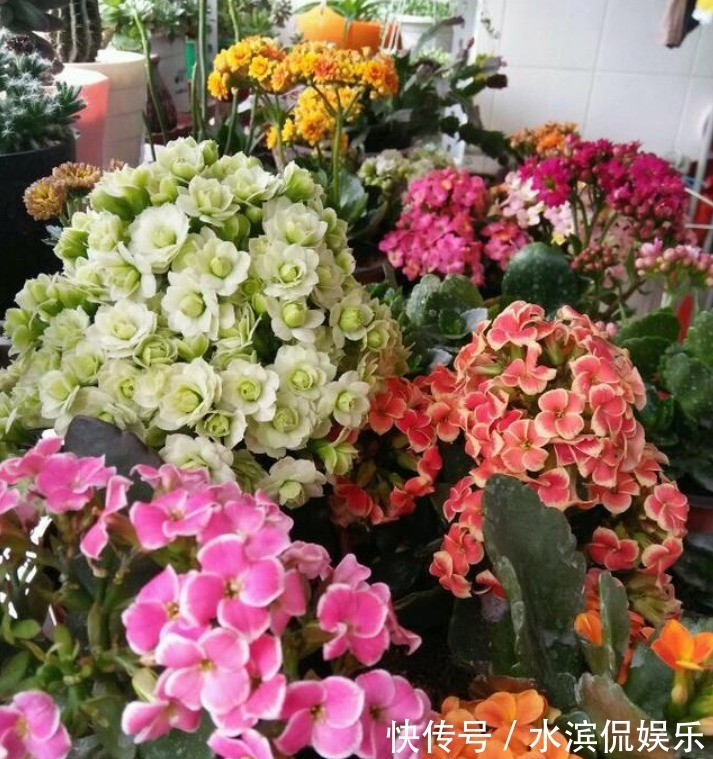 喜冷花|“2种喜冷花”养客厅,0℃也能开爆盆,秋冬就选它,好养易爆盆!