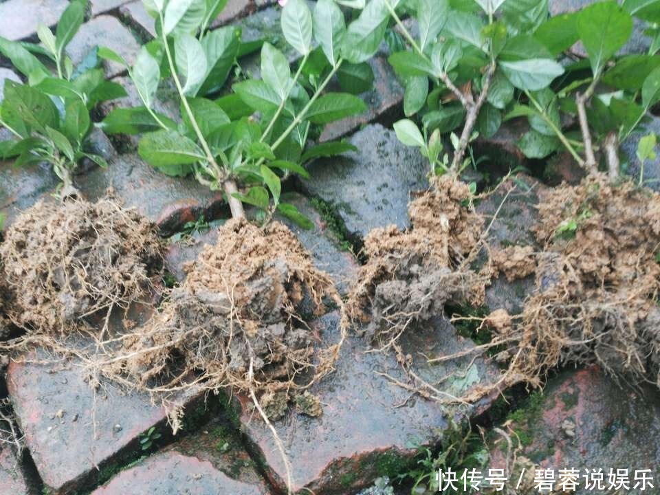 矿泉水瓶|扦插栀子、茉莉，使用垃圾自制“生根器”，7天冒白根，忒好养