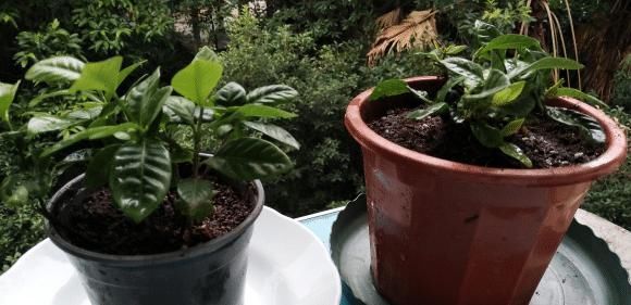 这些花最爱掉花苞,千万少浇水,越浇越不开花早看早知道