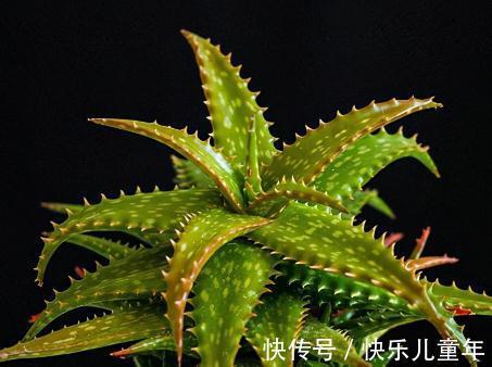 这5种花,过冬一定要少浇水,都有一个共同的特性