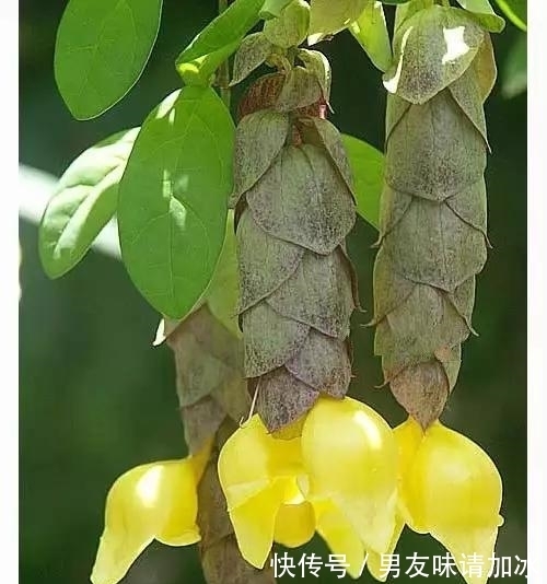 奇花、奇花、奇花、罕见奇花,赶快打开欣赏吧