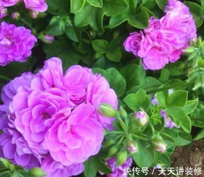 4种漂亮花，好养易活能爆盆，懒人新手都能养好